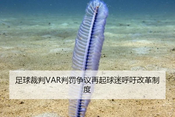 足球裁判VAR判罚争议再起球迷呼吁改革制度